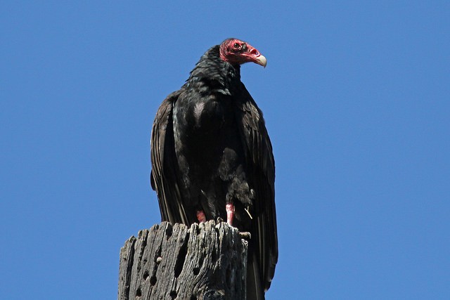 Turkey Vulture - ML46409391
