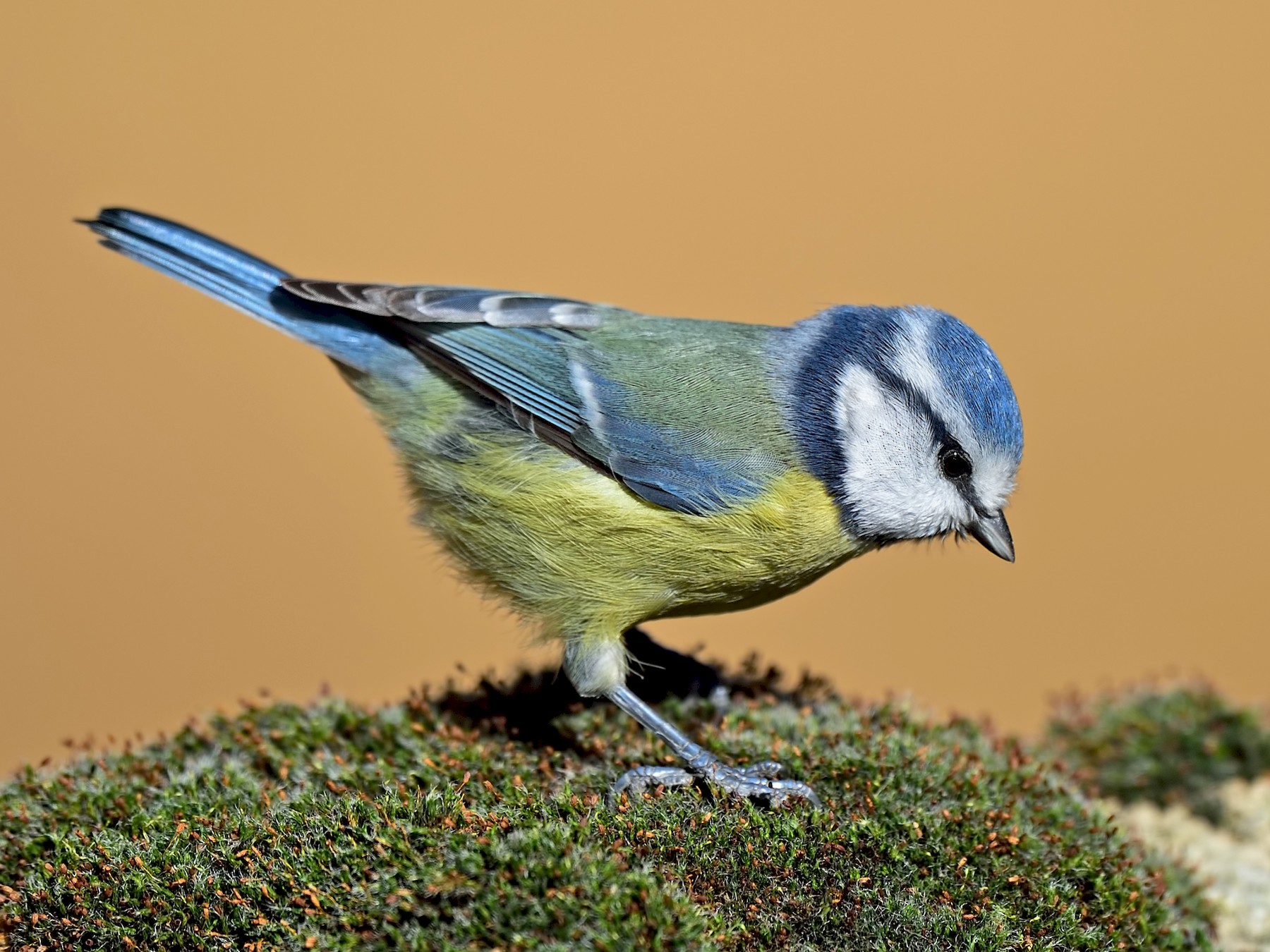 Eurasian Blue Tit - Ferit Başbuğ