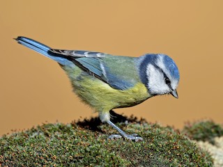  - Eurasian Blue Tit