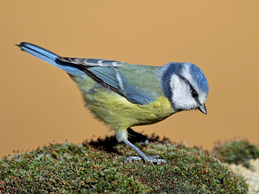 Horizontal photo of single blue tit. Small bird with nice yellow