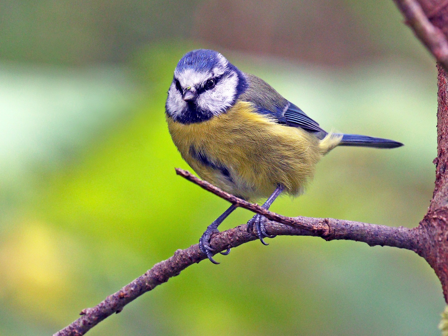 Eurasian Blue Tit - Ryan Schain