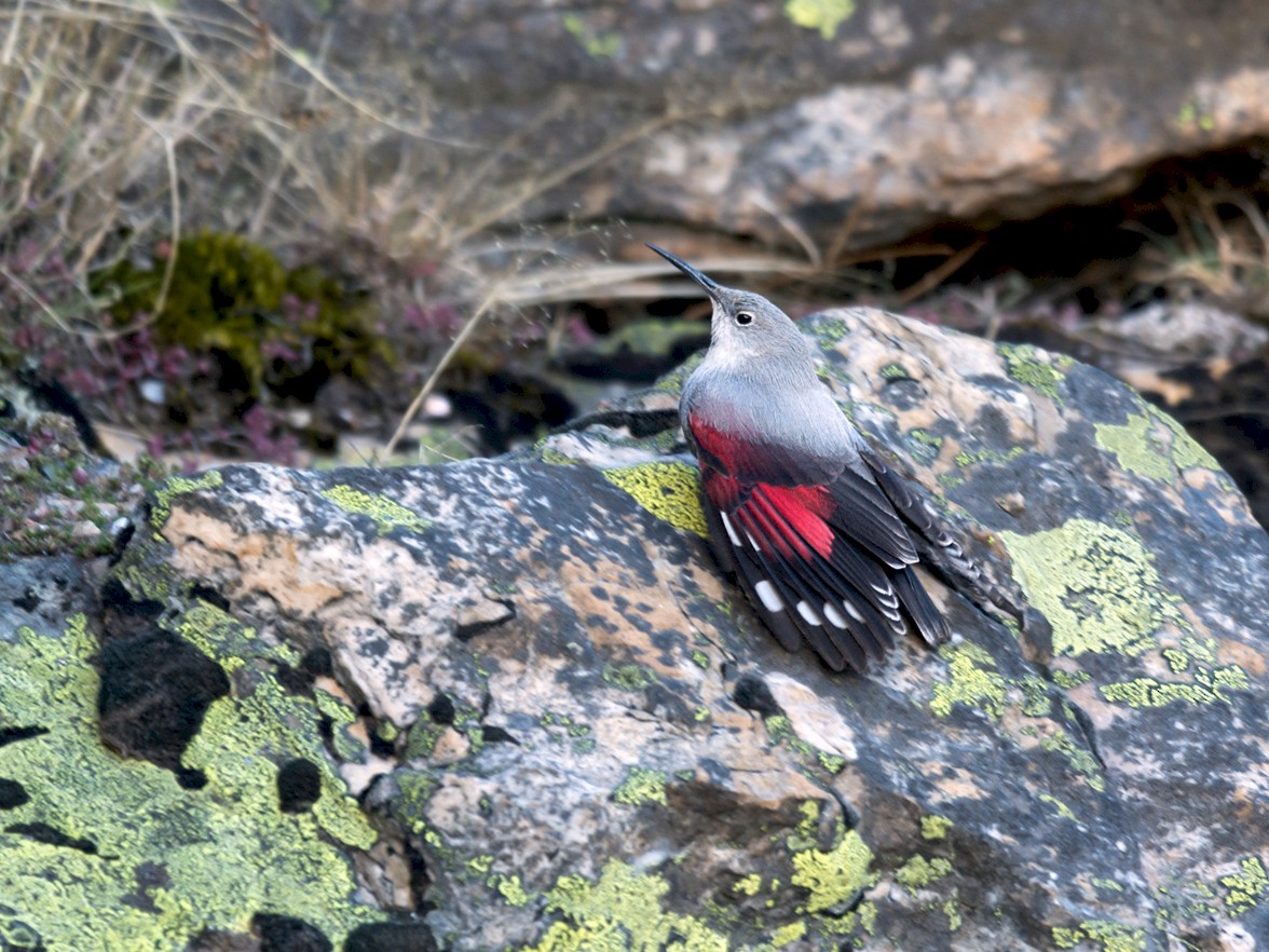 Wallcreeper - Daniel Santos