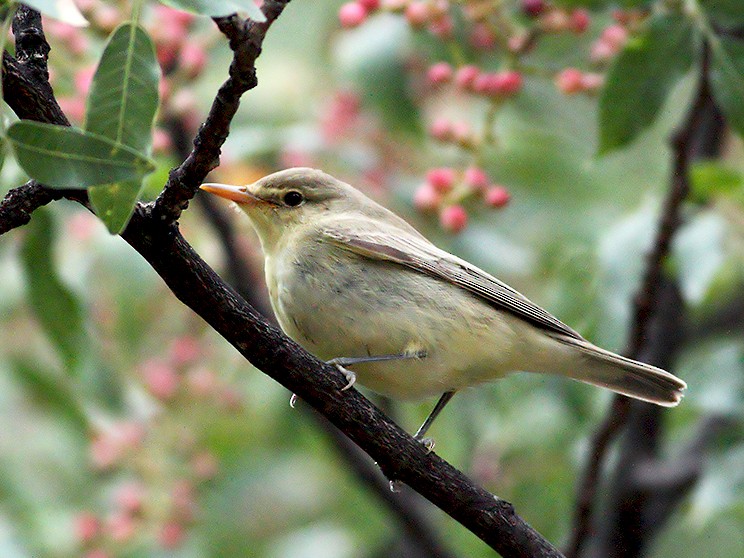 Icterine Warbler - Pavlos Andriopoulos