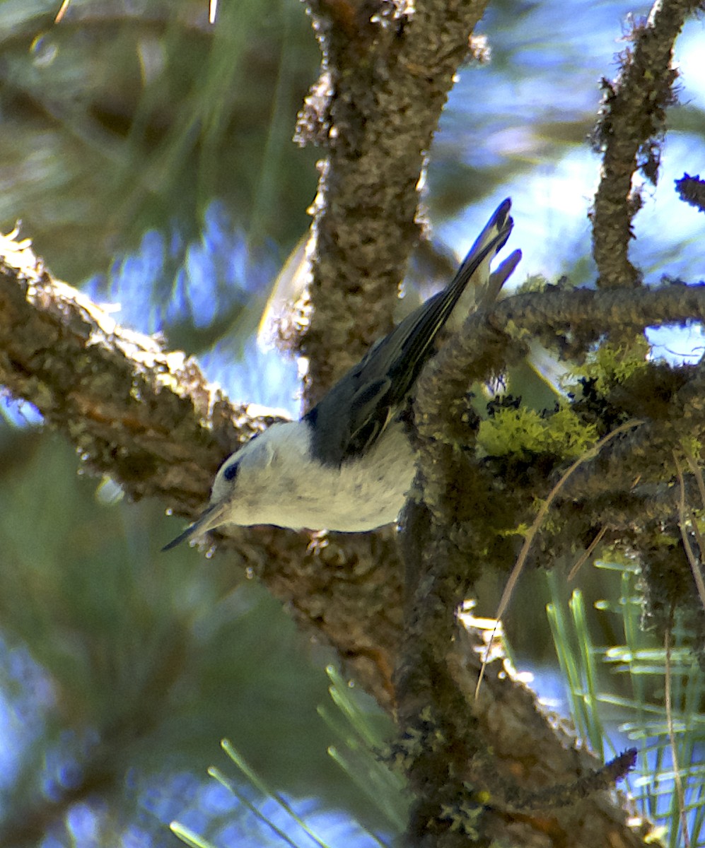 White-breasted Nuthatch - ML464099011