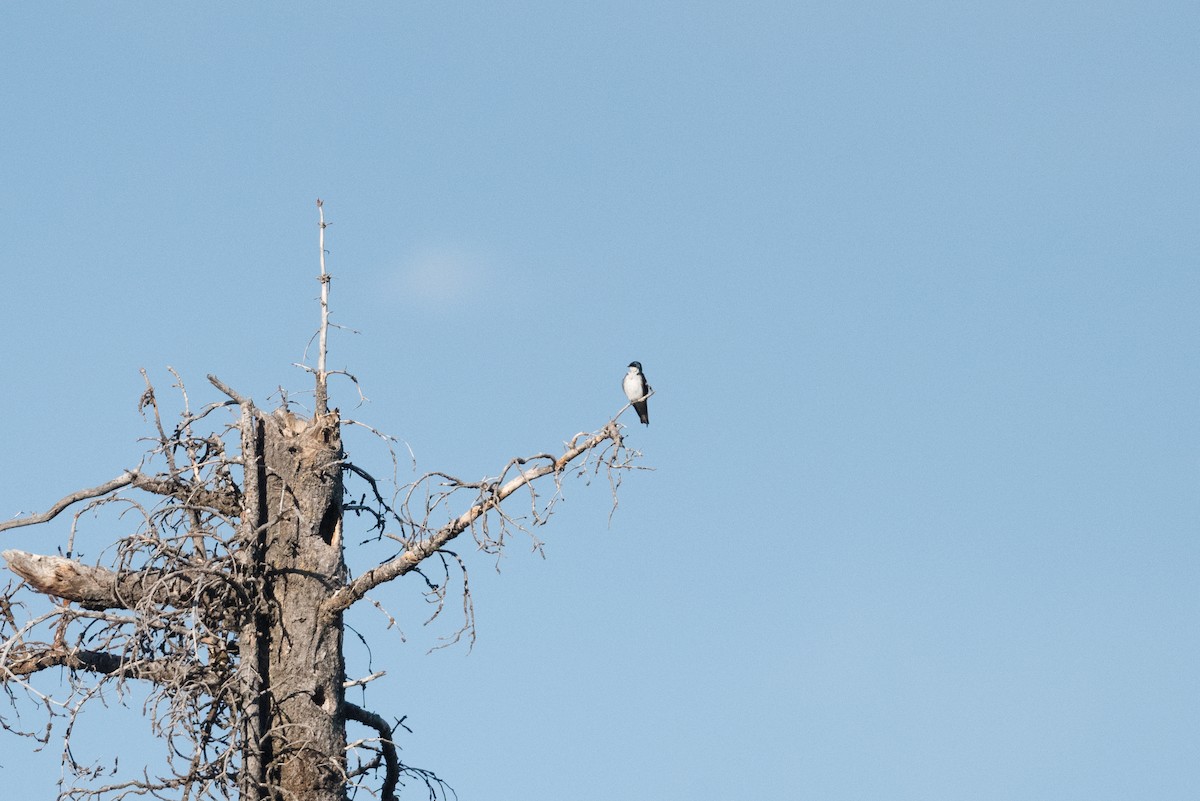 Tree Swallow - John C. Mittermeier