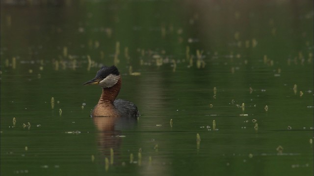 Red-necked Grebe - ML464100