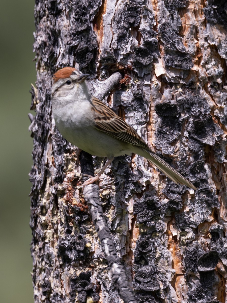 Chipping Sparrow - ML464101421