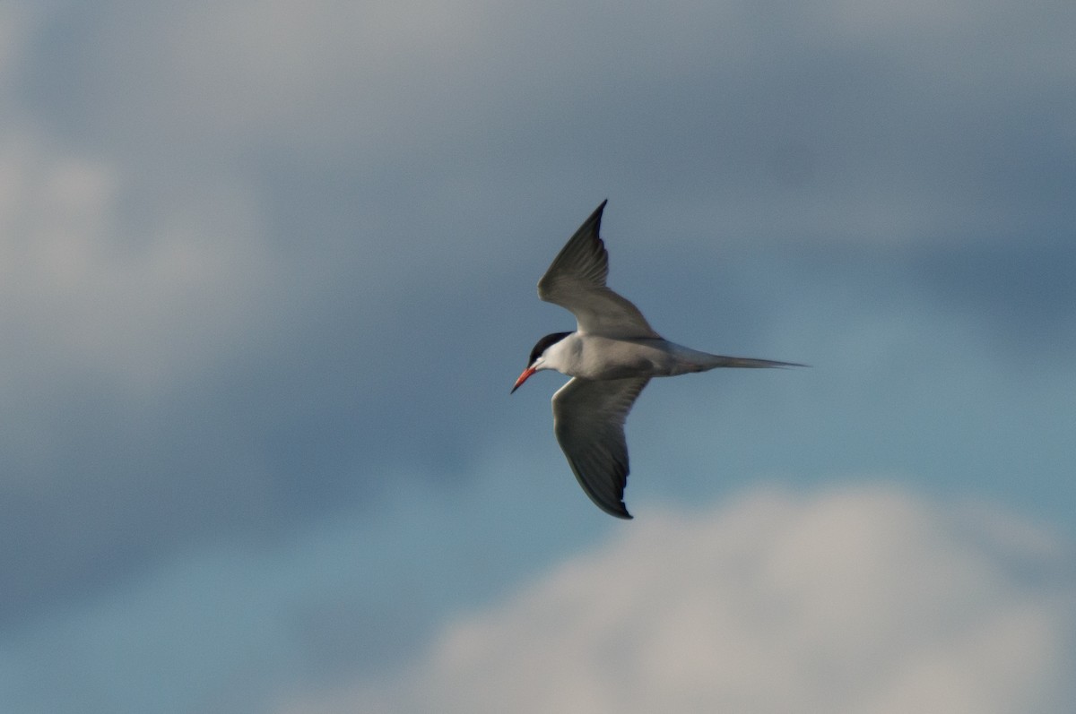 Common Tern - ML464102001