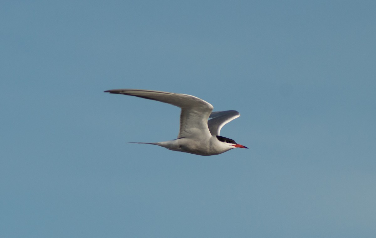 Common Tern - ML464102031
