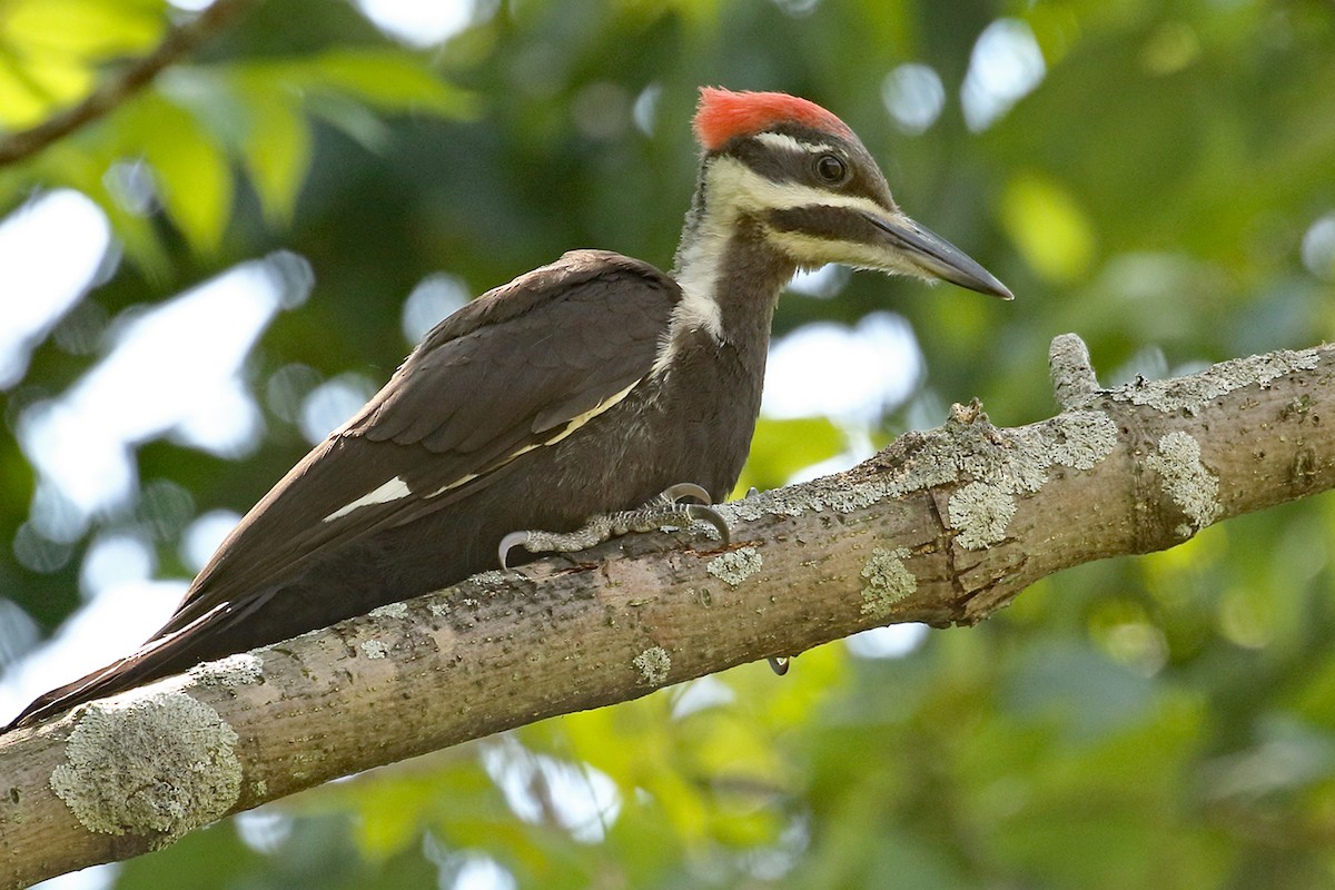 Pileated Woodpecker - ML464102981