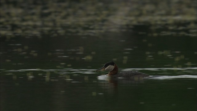 Red-necked Grebe - ML464104