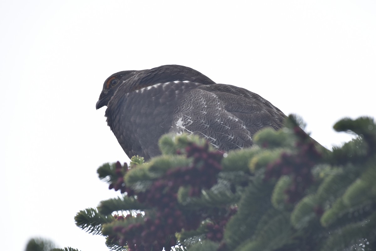 Sooty Grouse - Patrick Palines