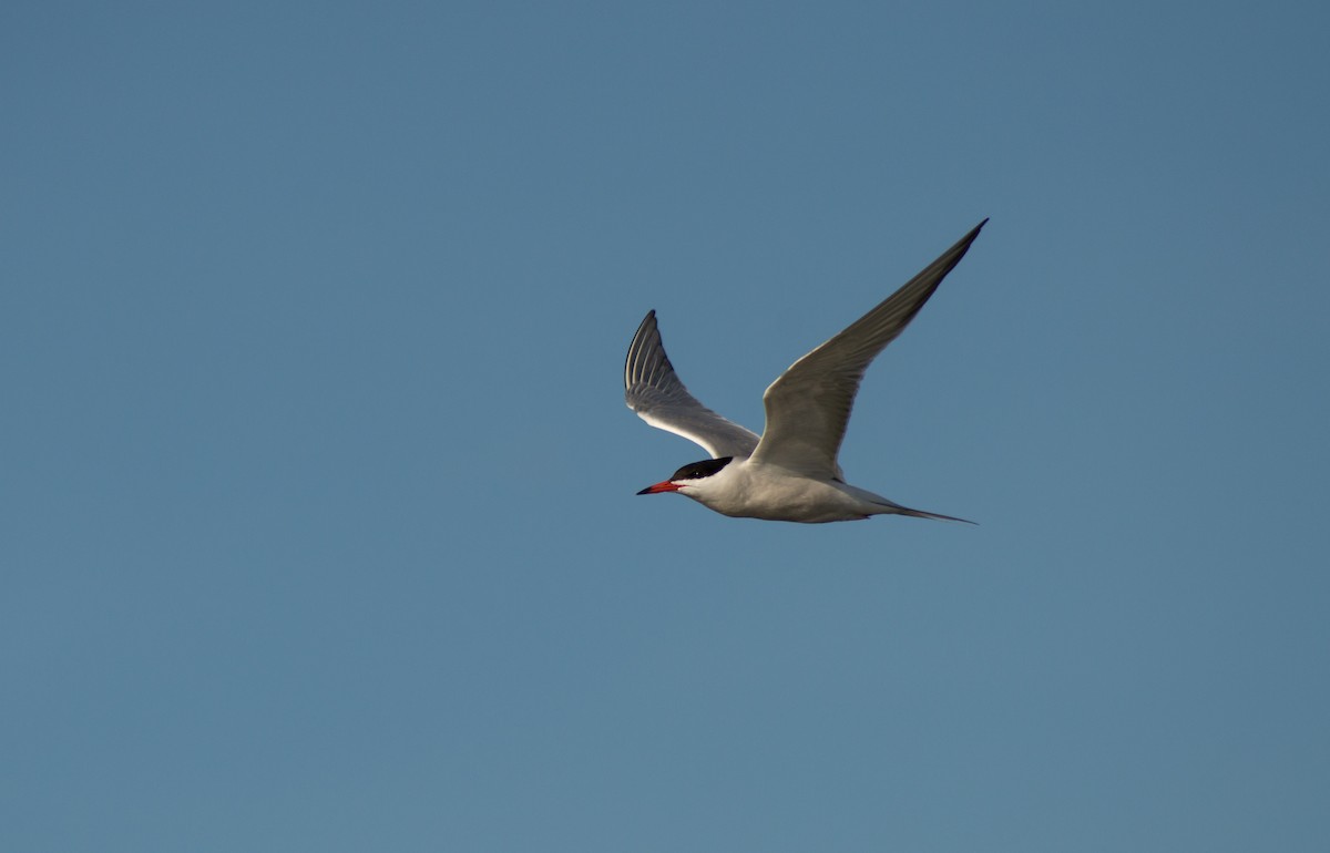 Common Tern - ML464104491