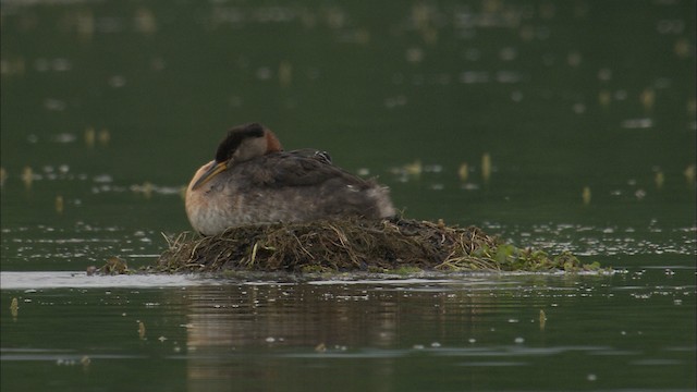 Red-necked Grebe - ML464105