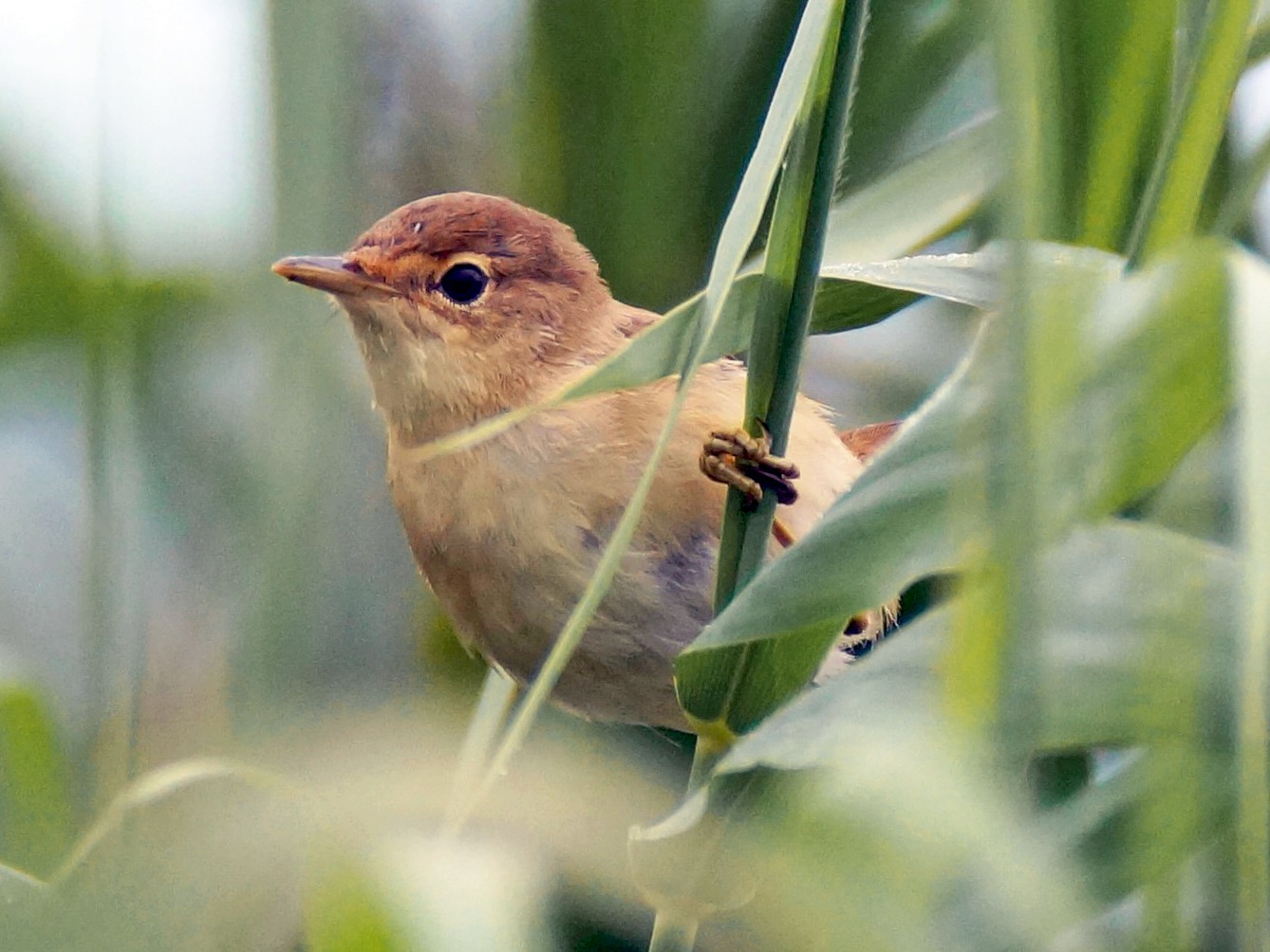 Marsh Warbler - Monika Czupryna