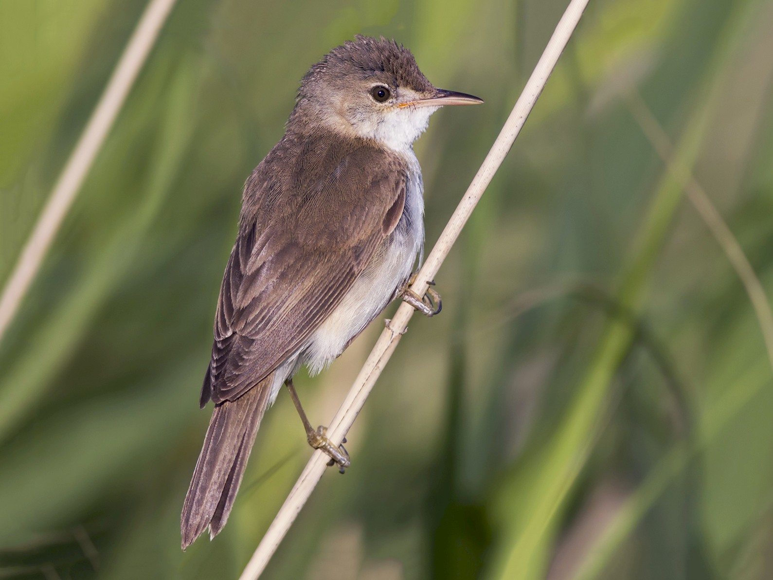 Marsh Warbler - eBird