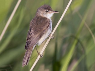  - Marsh Warbler