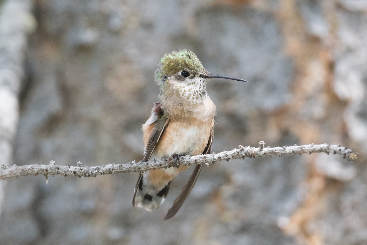 Calliope Hummingbird - ML464106721