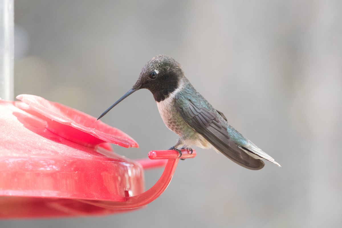 Black-chinned Hummingbird - John C. Mittermeier