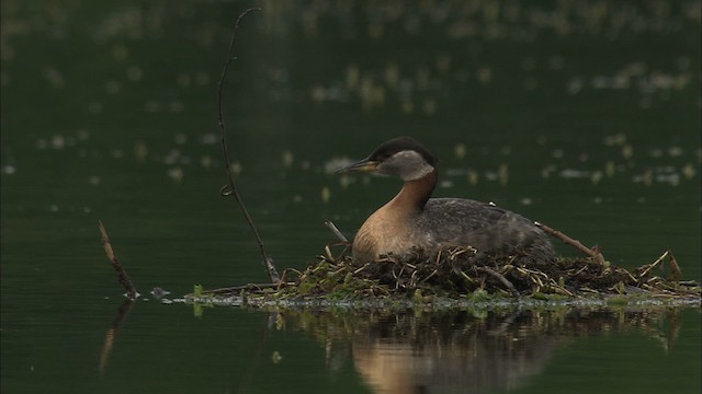 Red-necked Grebe - ML464110