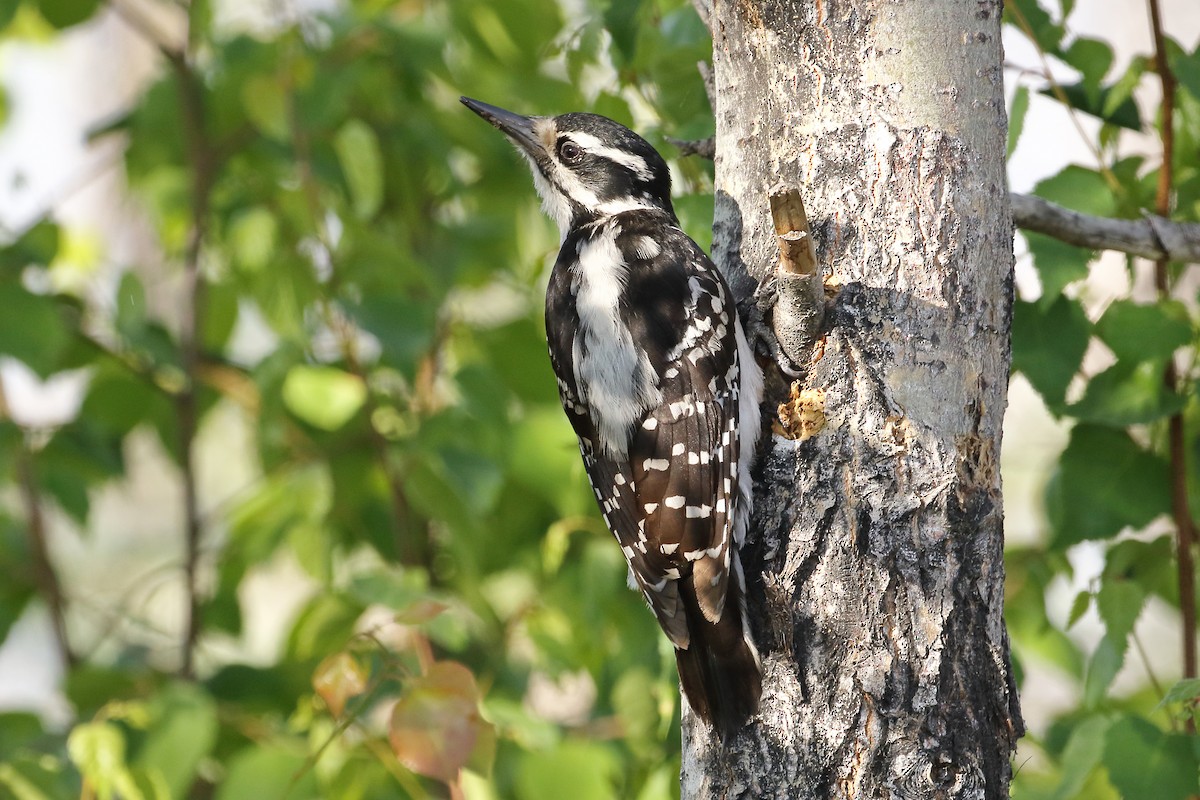 Hairy Woodpecker (Eastern) - ML464110721