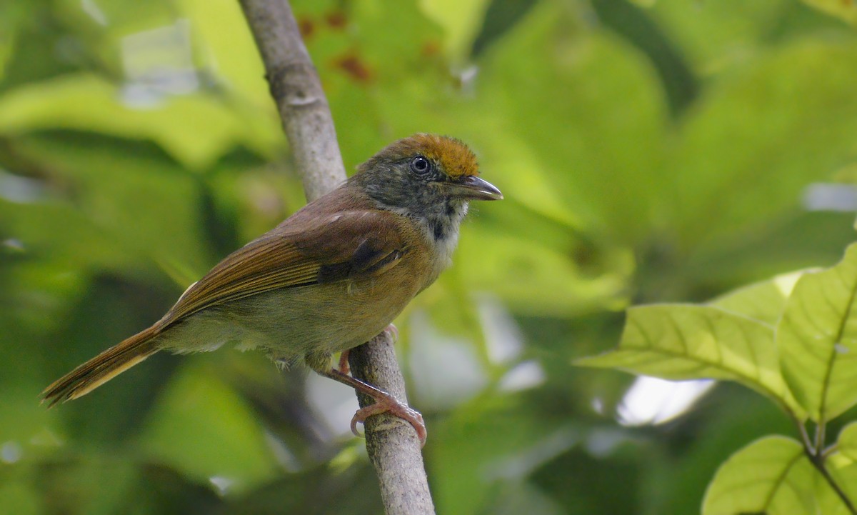 Tawny-crowned Greenlet - ML464110961