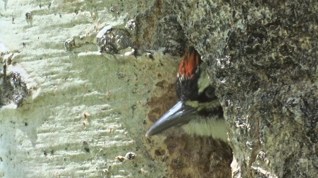 Hairy Woodpecker - ML464115071