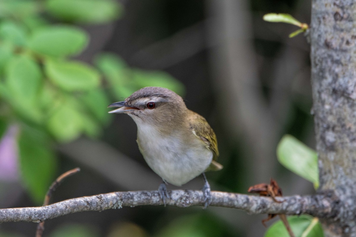 Red-eyed Vireo - Roger Laurilla