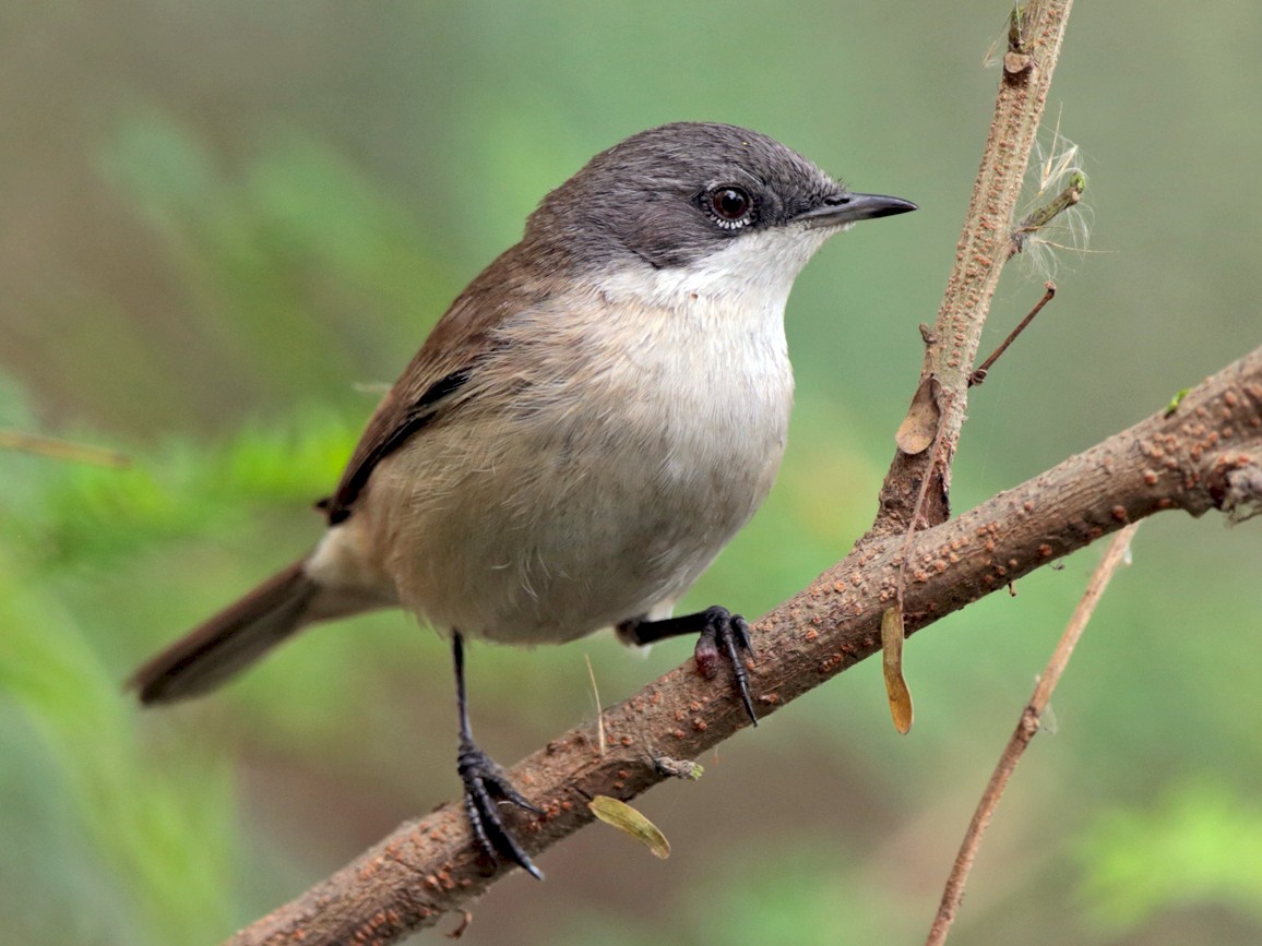 Lesser Whitethroat - Aaron Maizlish