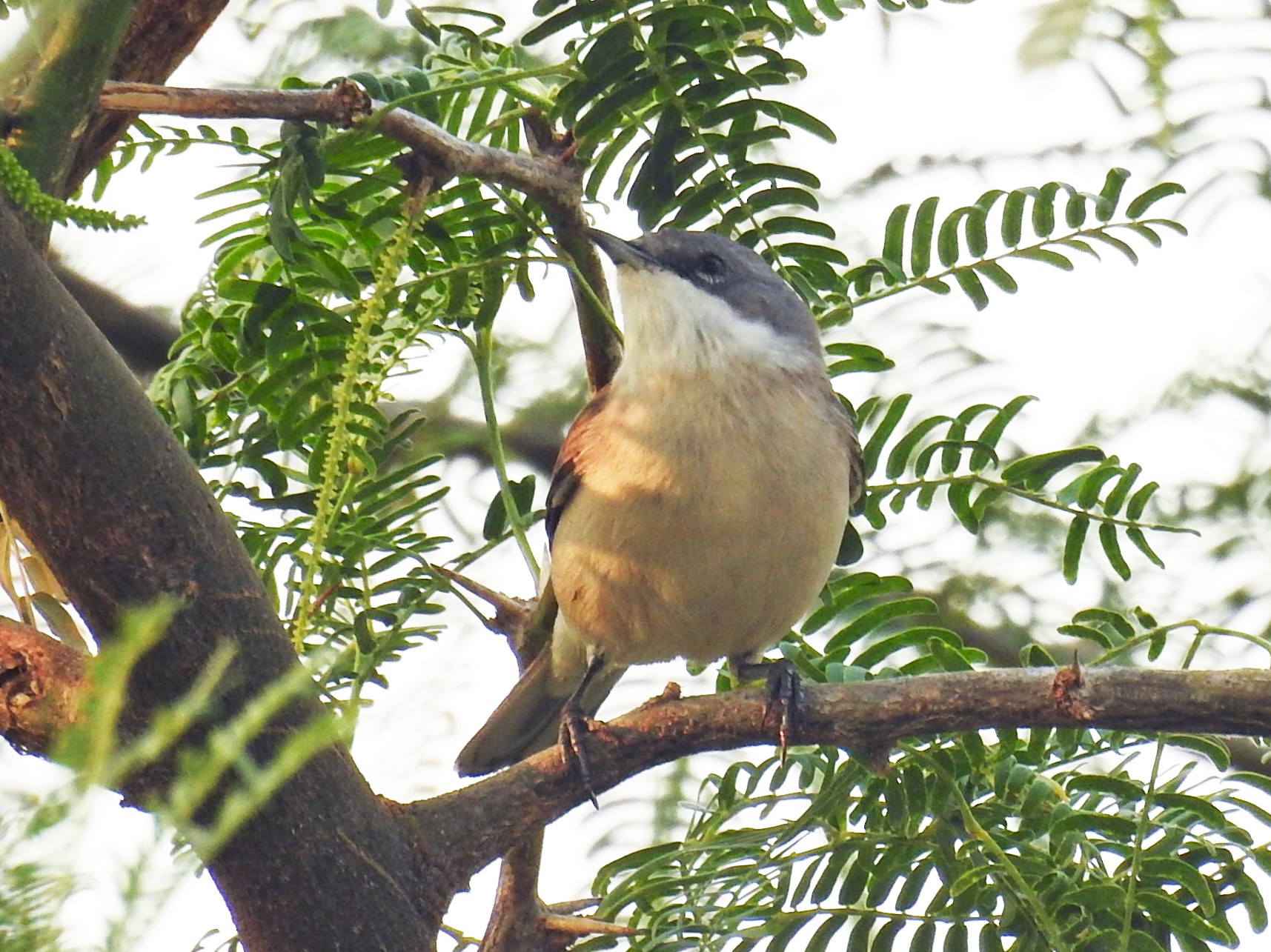 Lesser Whitethroat (Lesser) - Mittal Gala