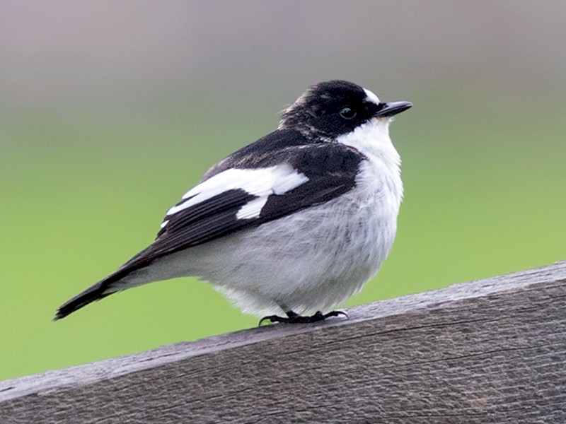 European Pied Flycatcher - eBird