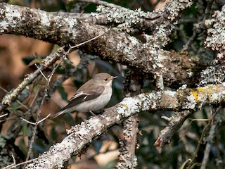  - European Pied Flycatcher