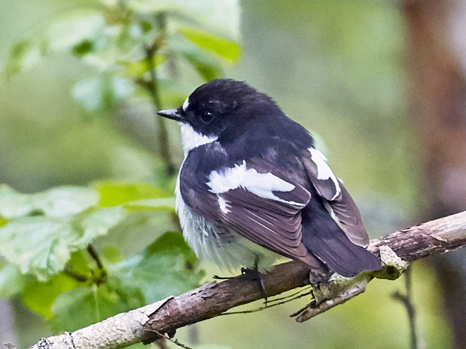 European Pied Flycatcher - Brooke Miller