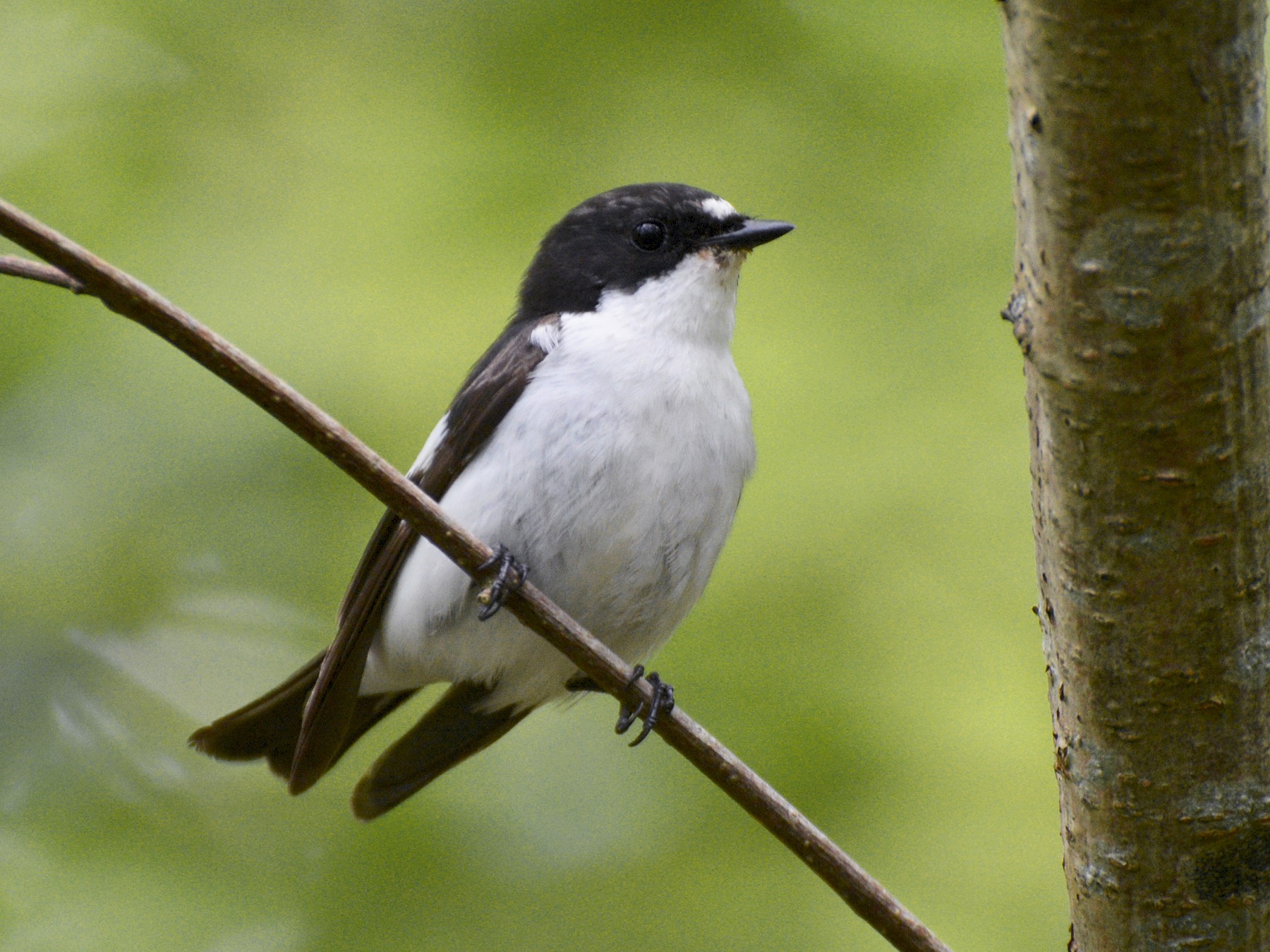 European Pied Flycatcher - Henry Cook