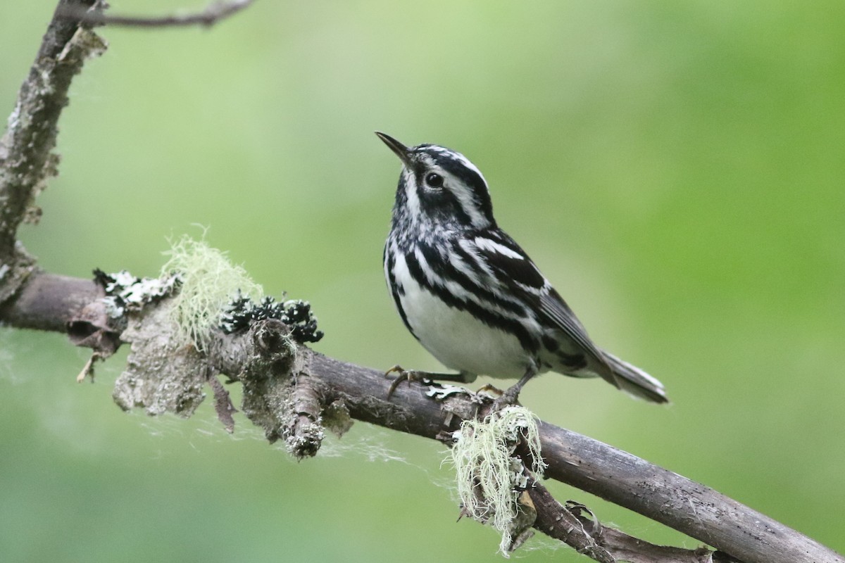 Black-and-white Warbler at Taylor--Peace Island Park by Benjamin Pap