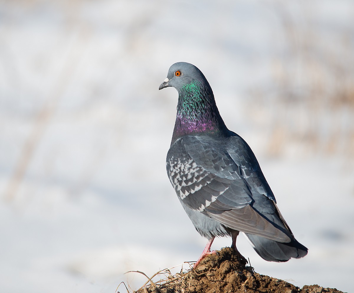 Rock Pigeon (Feral Pigeon) - ML46412111