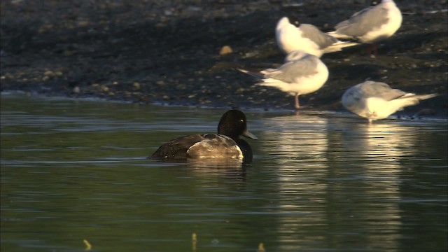 Greater Scaup - ML464126