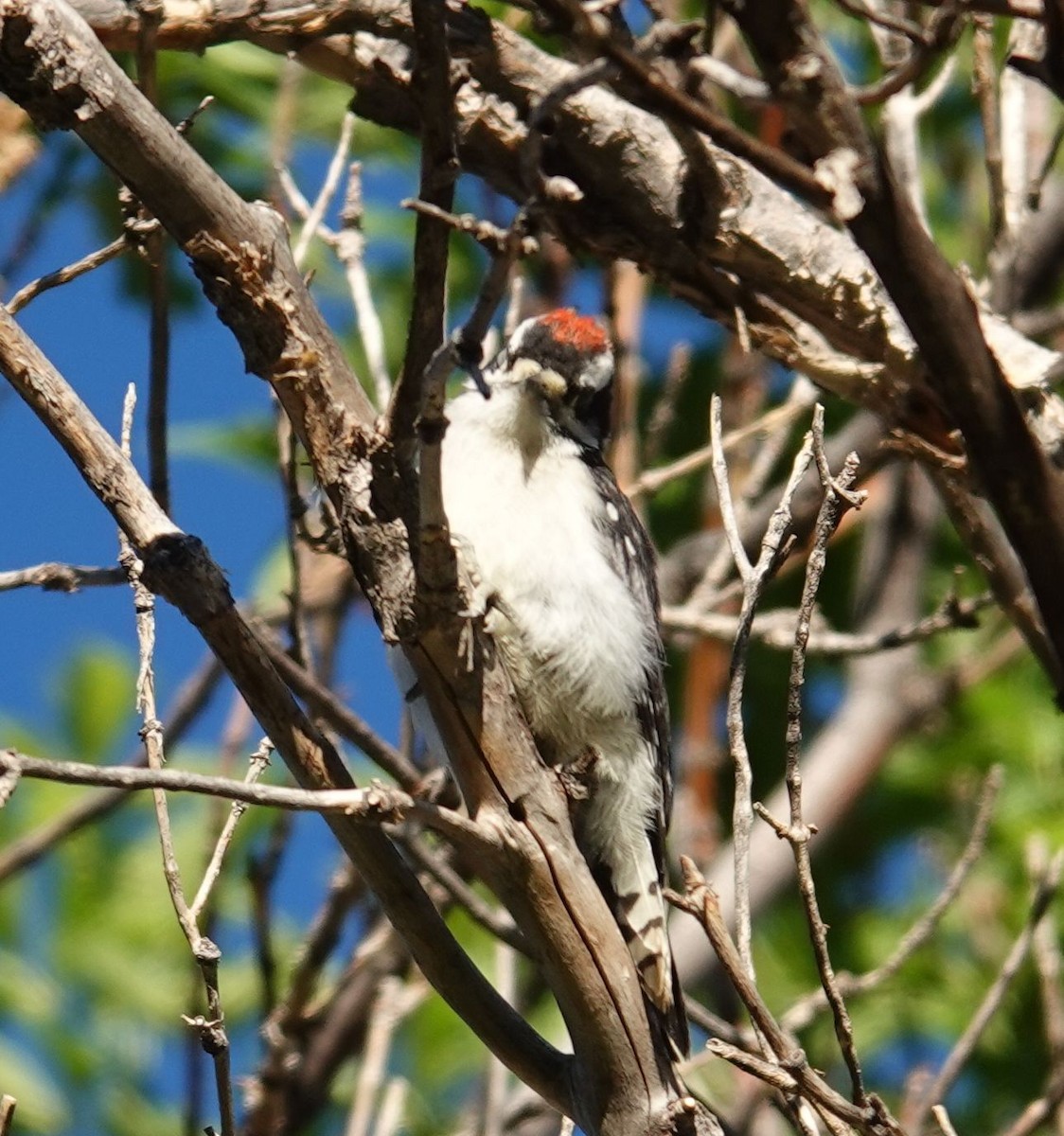 Downy Woodpecker (Rocky Mts.) - ML464128171
