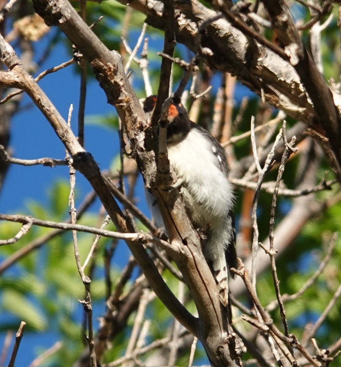 Downy Woodpecker (Rocky Mts.) - ML464128181