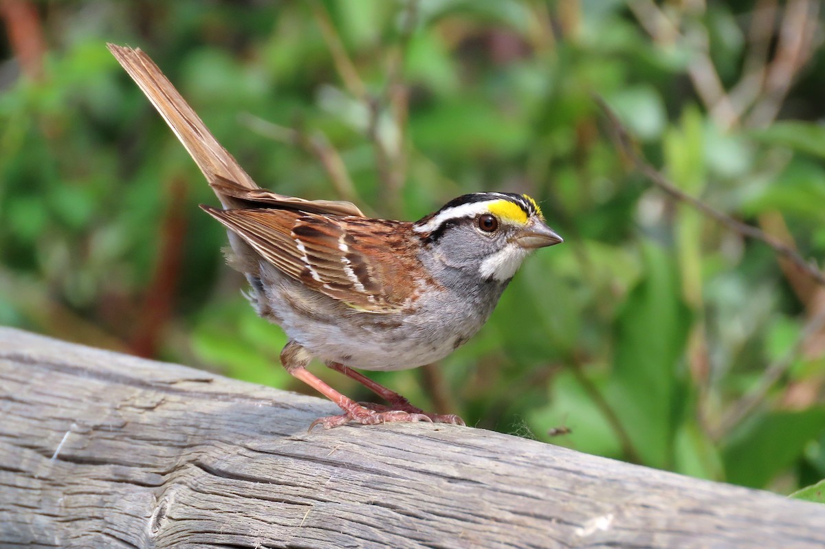 White-throated Sparrow - ML464128441