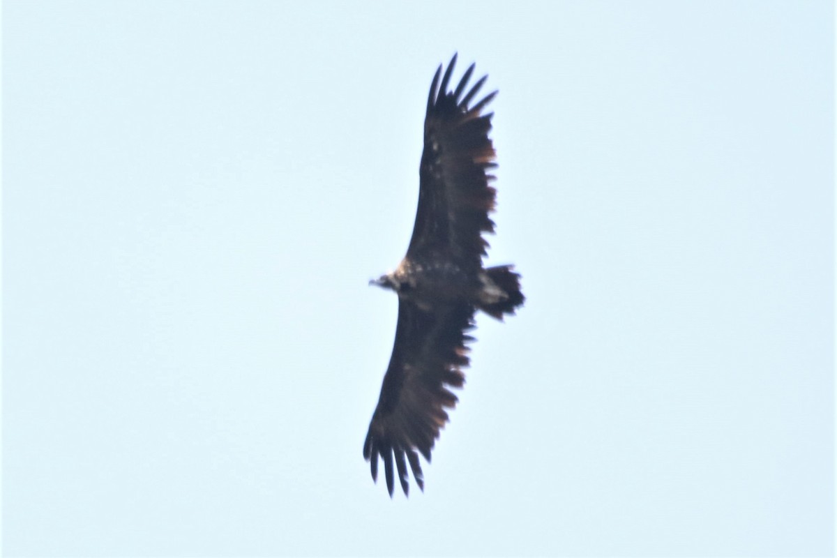 Cinereous Vulture - ML464130411