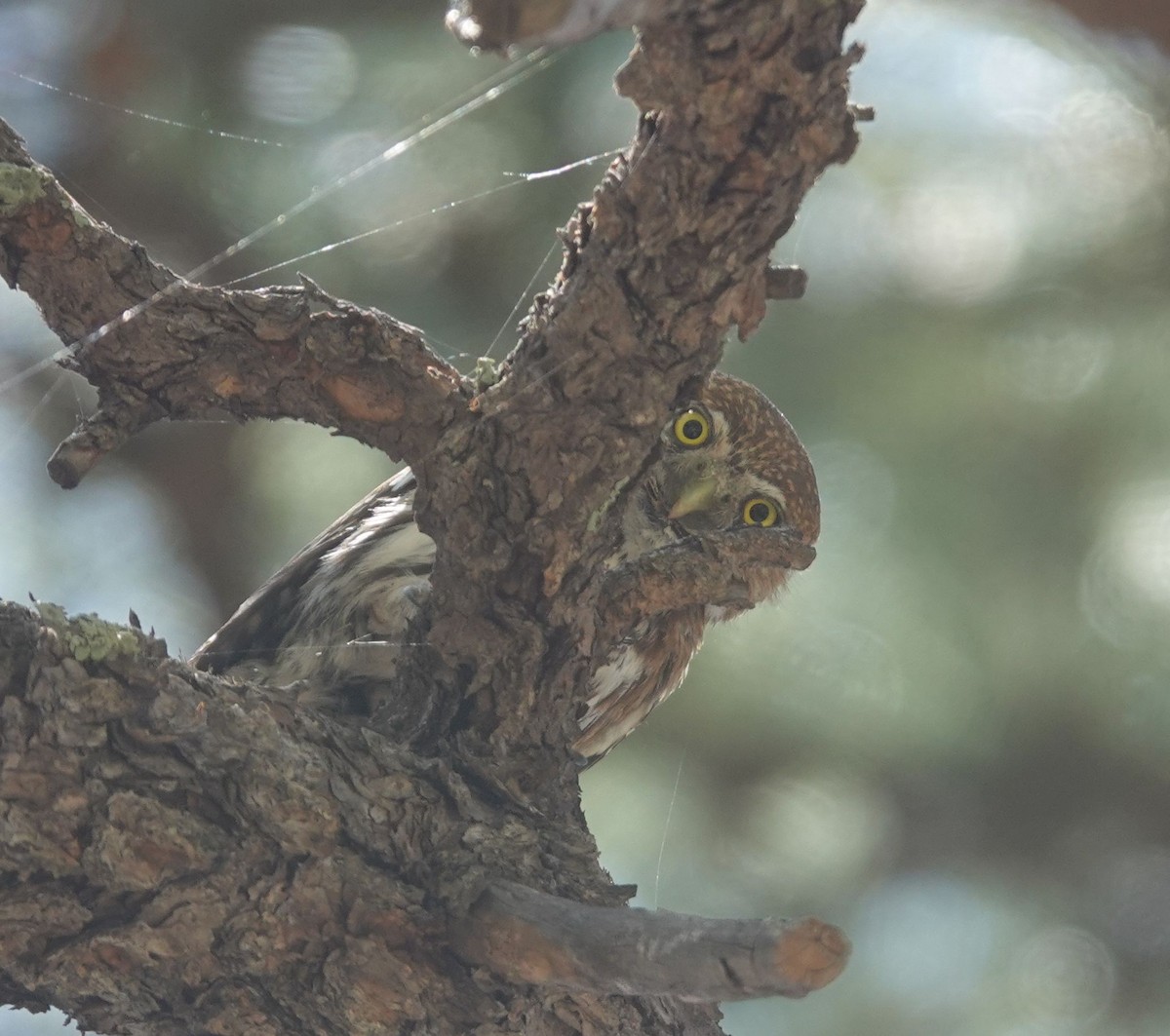 Northern Pygmy-Owl (Mountain) - ML464130781