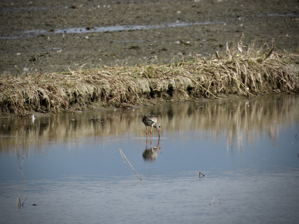 Spotted Redshank - ML464130841