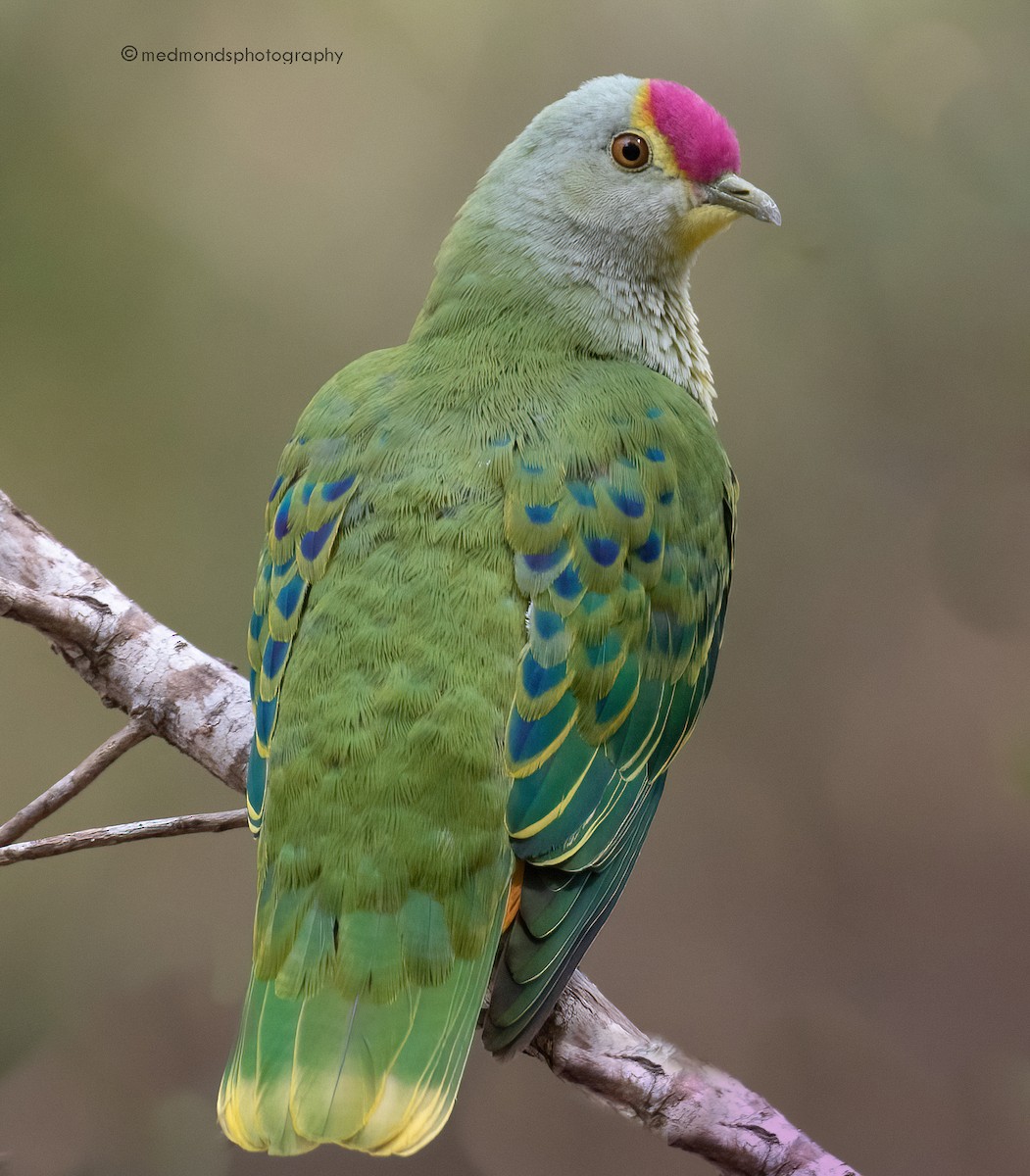 Rose-crowned Fruit-Dove - ML464131391