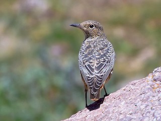 雌鳥/非繁殖期雄鳥 - Asghar Mohammadi Nasrabadi - ML46413151