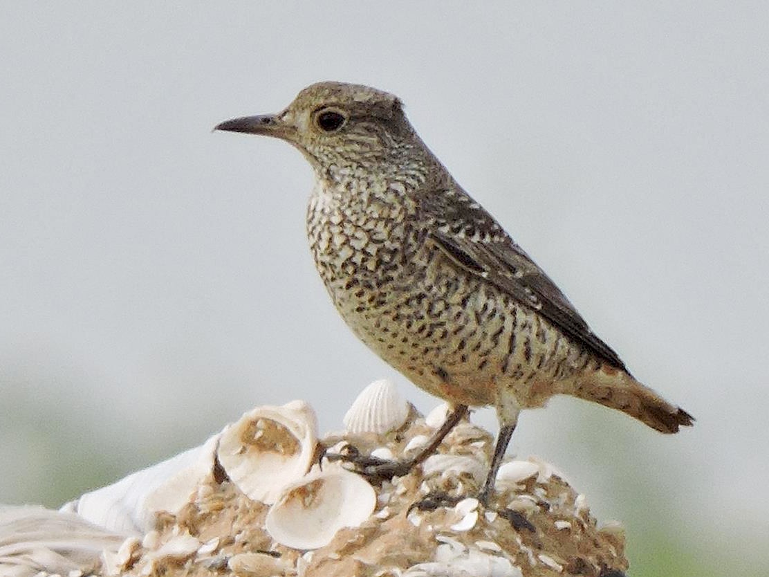 Rufous-tailed Rock-Thrush - Robert Tovey