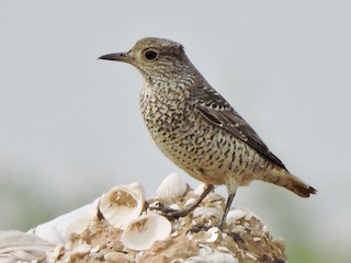 นกเพศเมียหรือเพศผู้ชุดขนนอกฤดูผสมพันธุ์ - Robert Tovey - ML46413161