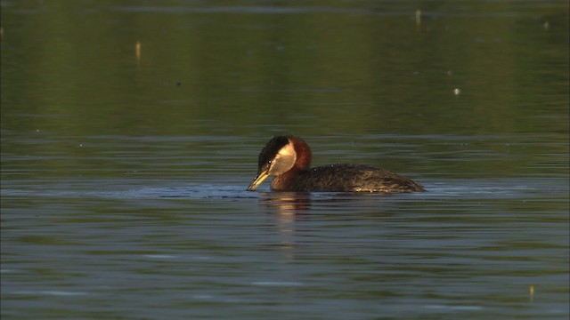 Red-necked Grebe - ML464133