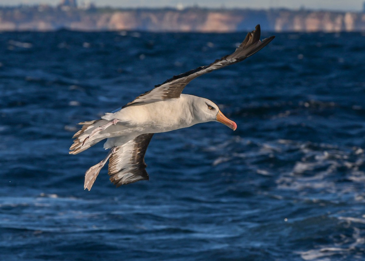 albatros černobrvý (ssp. impavida) - ML464137541