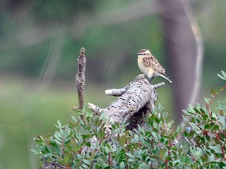 鳥類画「The Whinchat（ノビタキ）」 鳥類画「The Whinchat（ノビタキ）」（マミジロノビタキ (眉白野